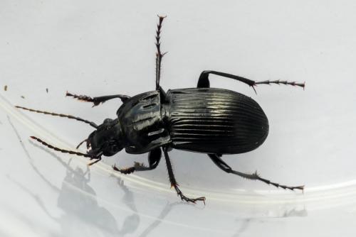 Réf. 251 615 : Abax parallelepipedus
